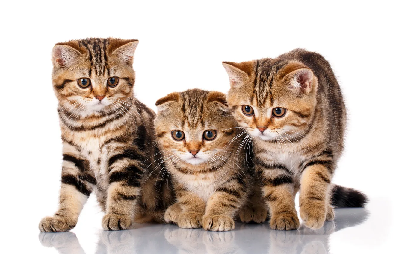 Фото обои котята, трио, порода, шотландский вислоухий