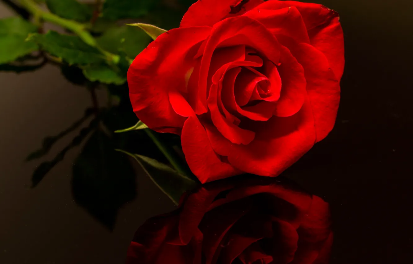 Фото обои макро, отражение, роза, лепестки, бутон, красная роза
