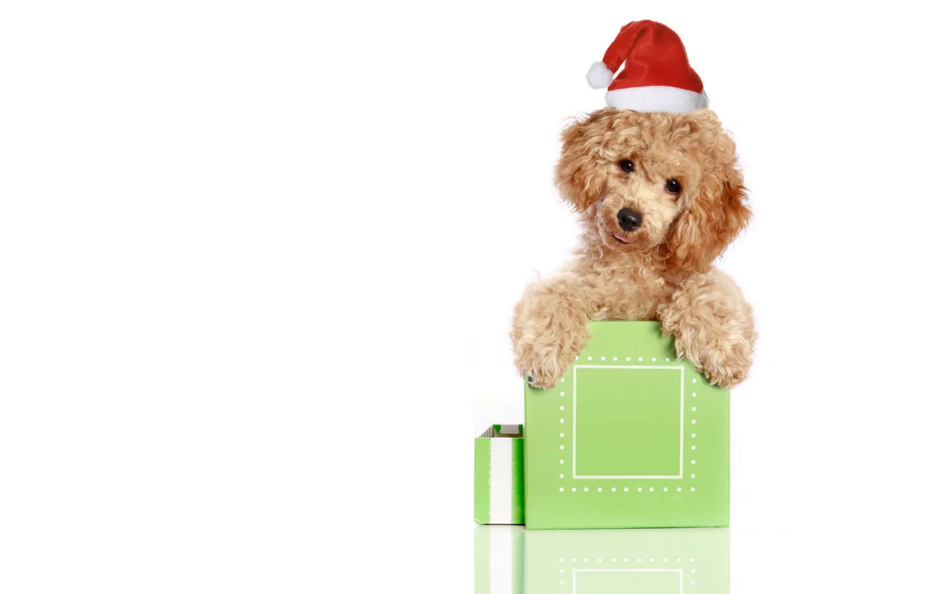 Фото обои красный, животное, праздник, коробка, подарок, новый год, рождество, белый фон