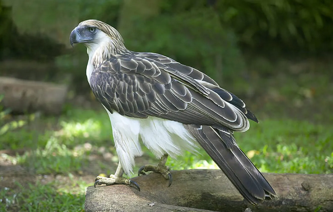 Фото обои predator, philippine-eagle, monkey-eating eagle, .bird