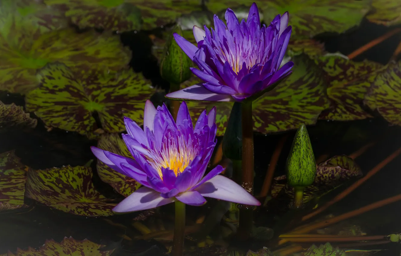 Фото обои листья, цветы, пруд, темный фон, две, фиолетовые, дуэт, бутоны