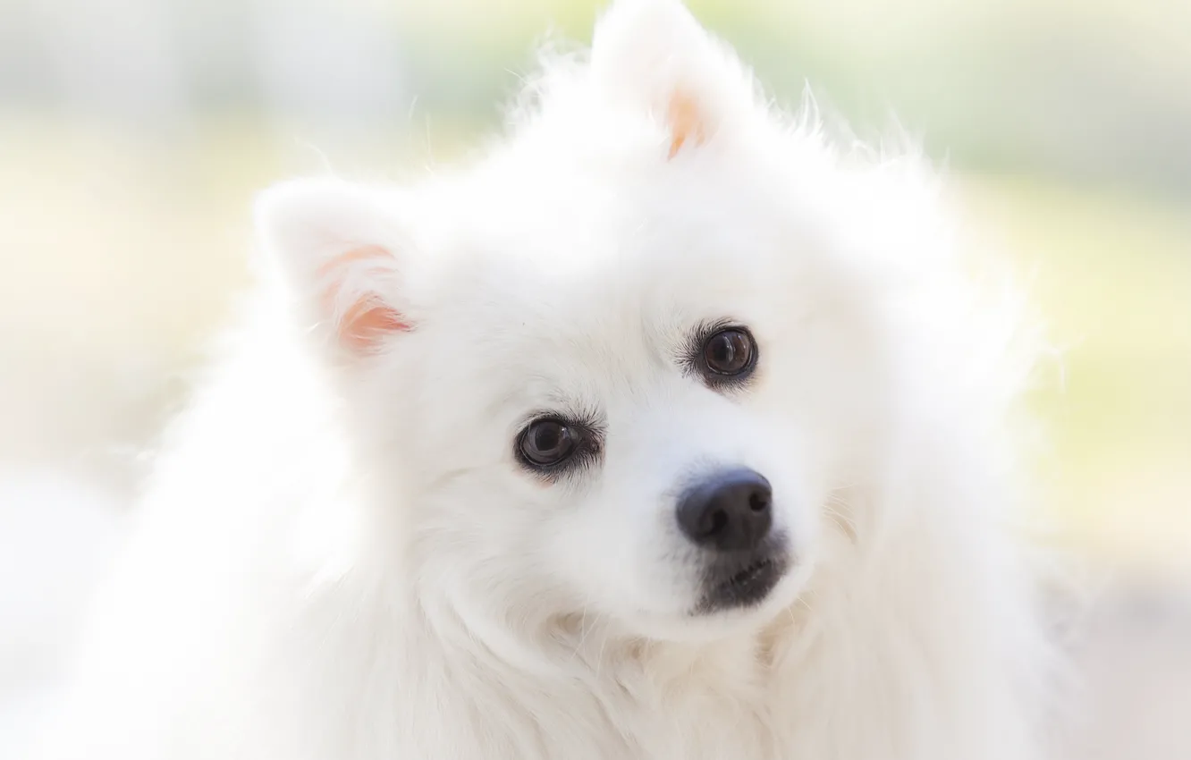 Фото обои взгляд, портрет, собака, белая, мордашка, светлый фон, шпиц