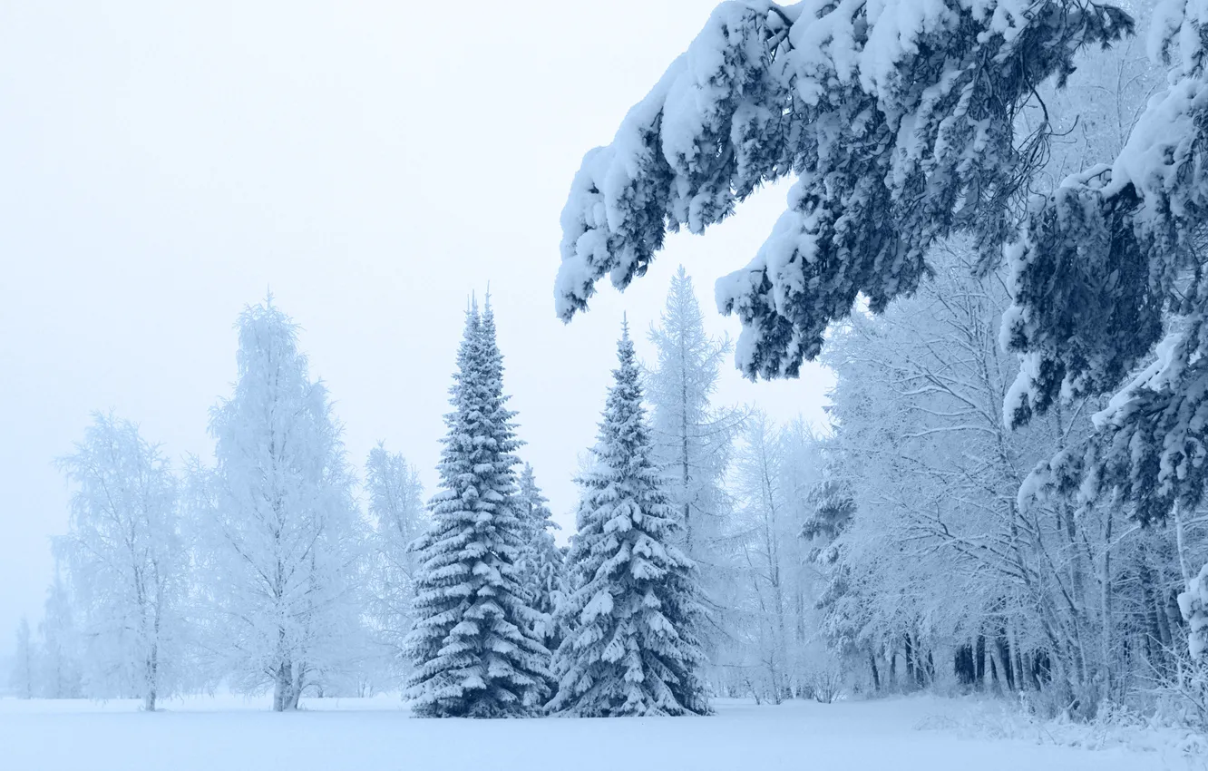Фото обои forest, winter, fir-tree, new|year