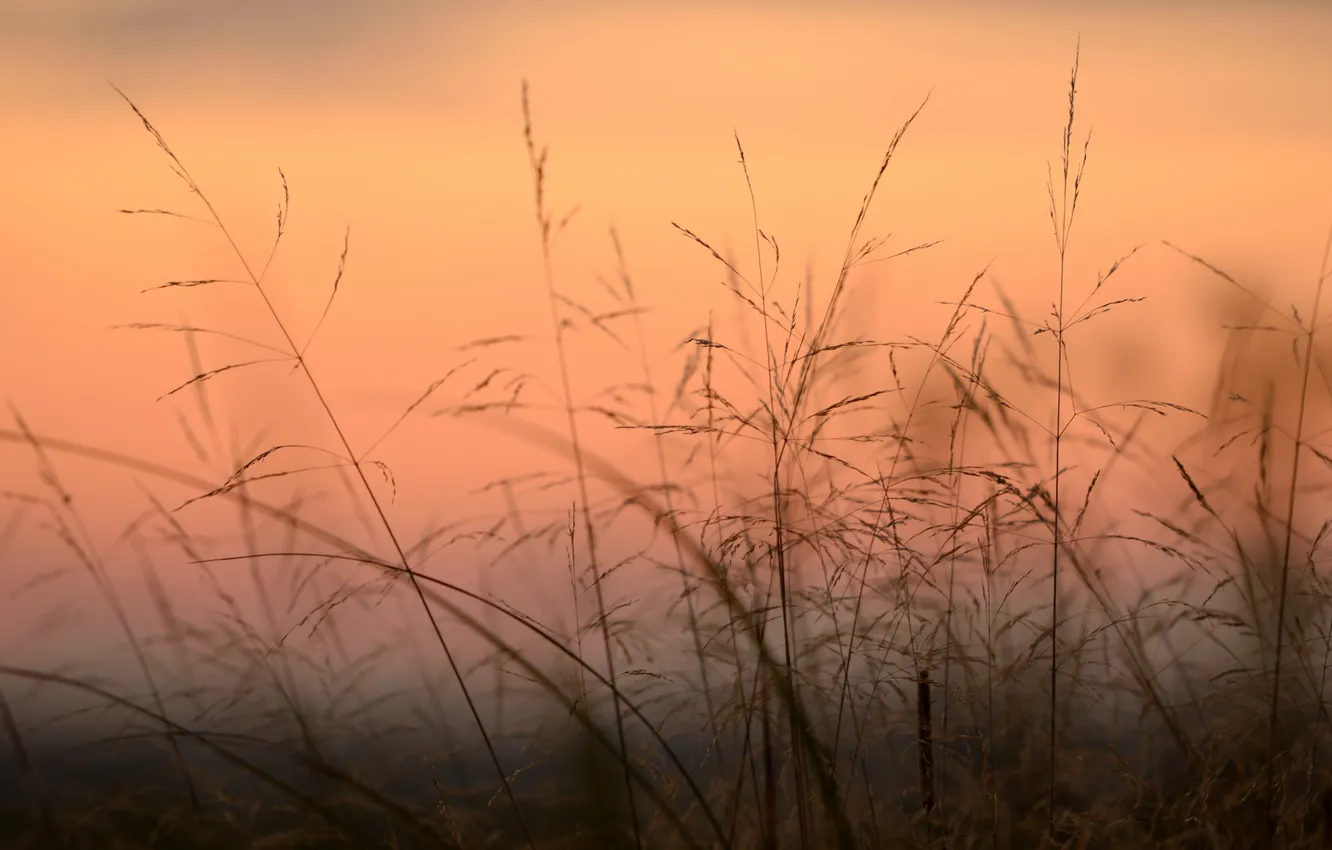 Фото обои трава, макро, закат, природа