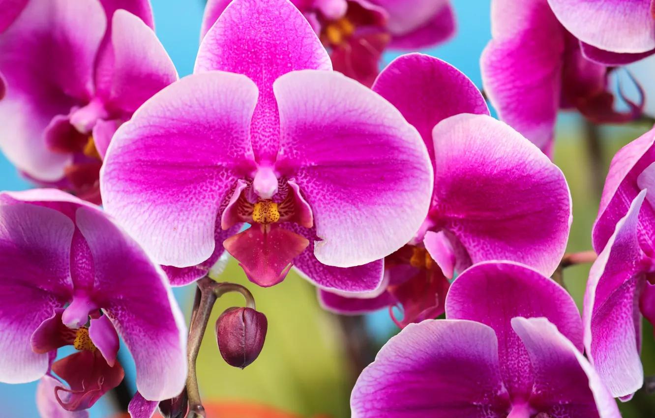 Фото обои макро, лепестки, Орхидея, Фаленопсис