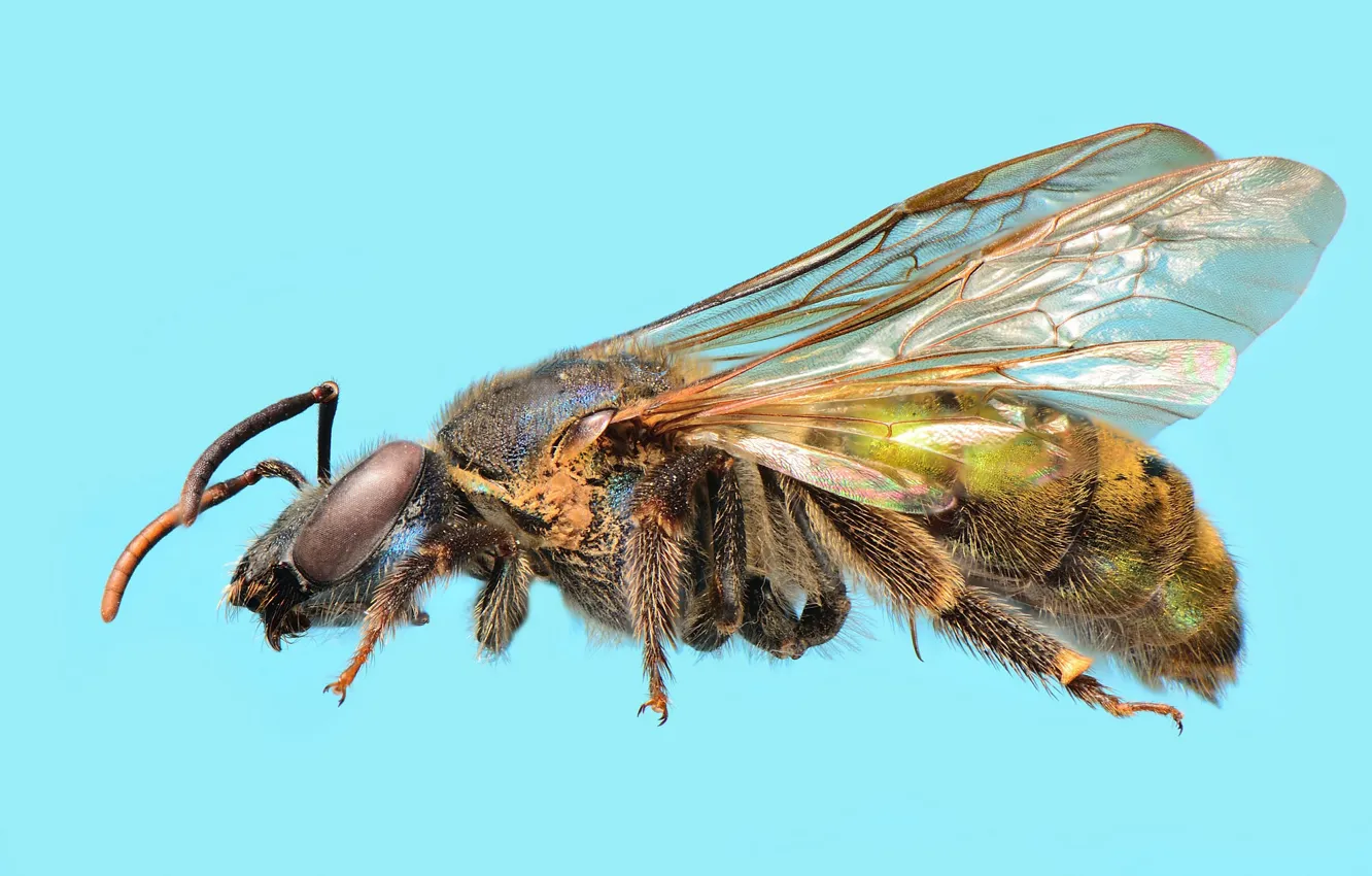 Фото обои пчела, голубой фон, José Gabriel Martínez Fonseca