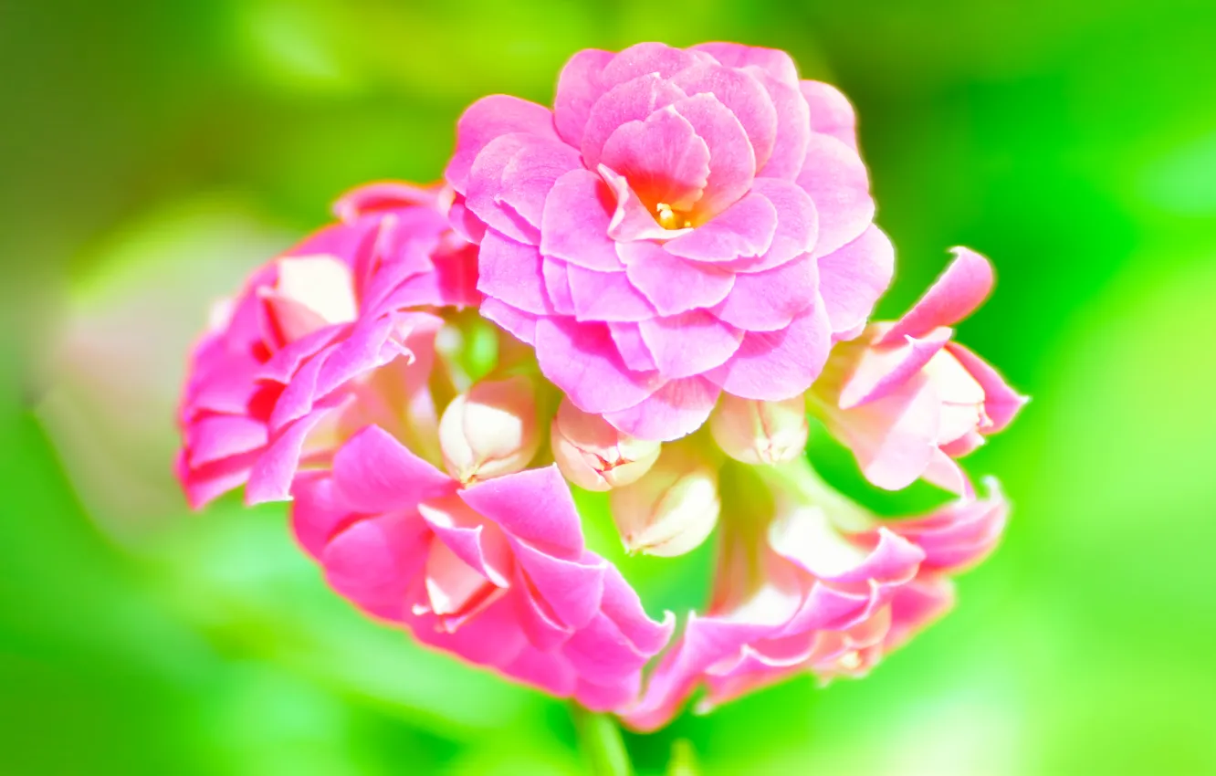 Фото обои макро, розовый, зелёный, Каланхоэ