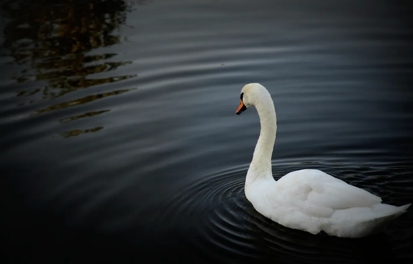 Фото обои белый, вода, озеро, пруд, красиво, лебедь