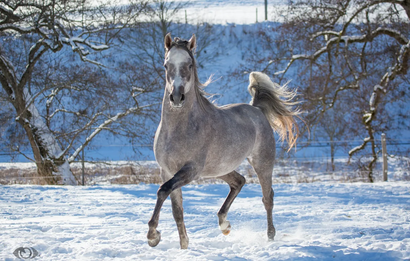 Фото обои поза, серый, конь, лошадь, бег, грация, позирует, игривый