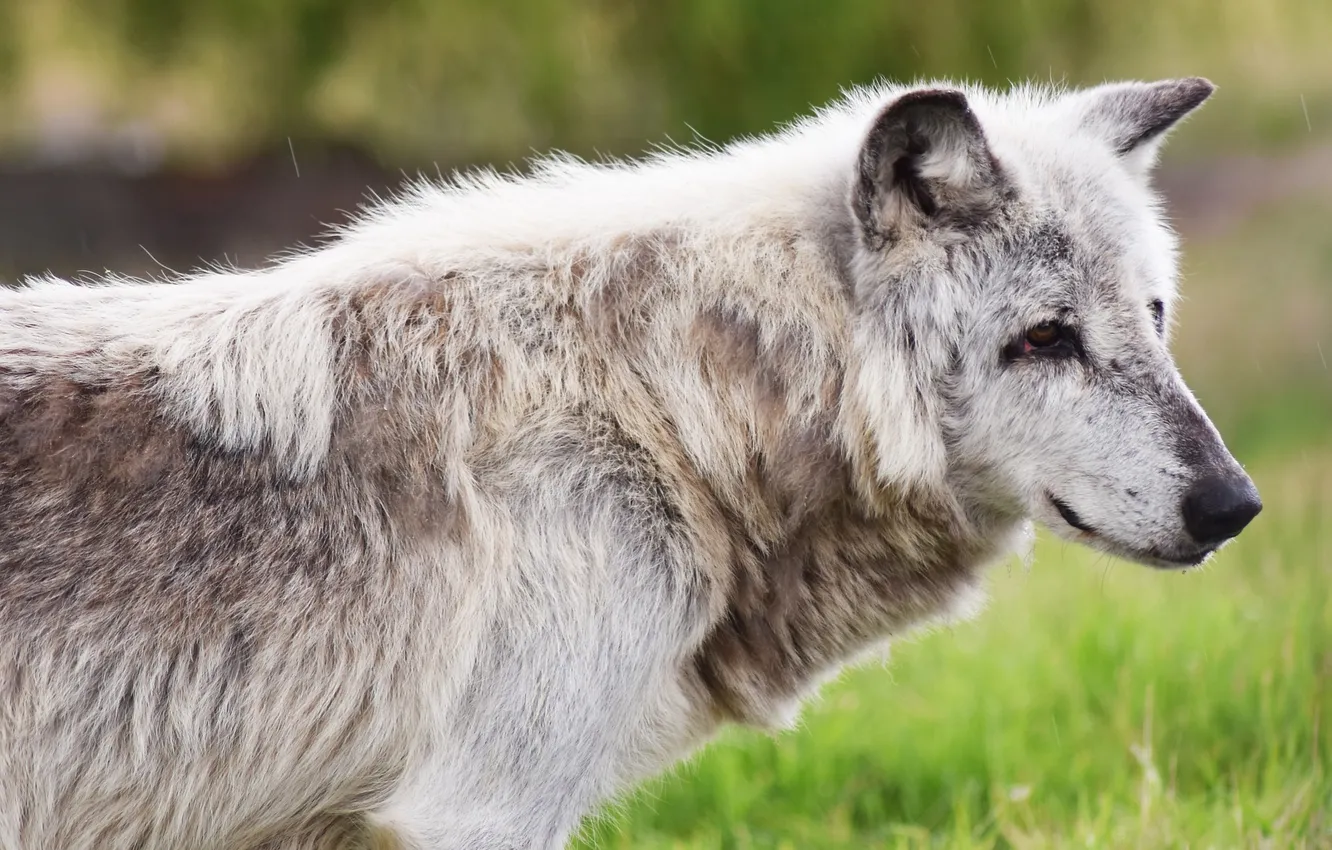 Фото обои nature, snow, predator, face, animal, wolf, wolves, wildlife