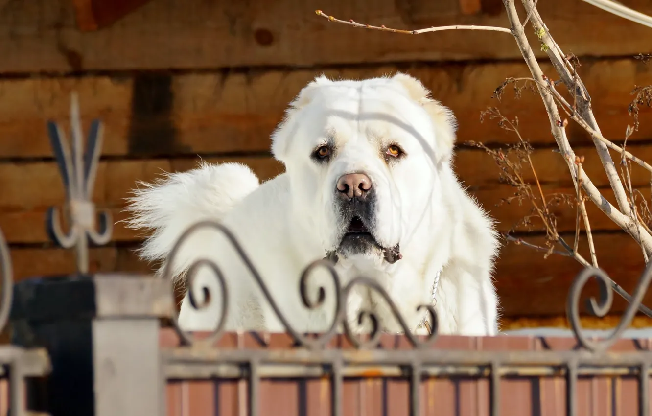 Фото обои морда, ветки, стена, забор, портрет, собака, грустный взгляд, белая