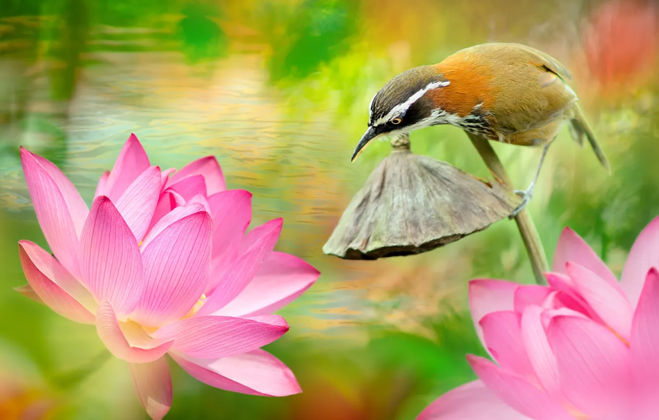 Фото обои вода, цветы, природа, тропики, птица, лотосы