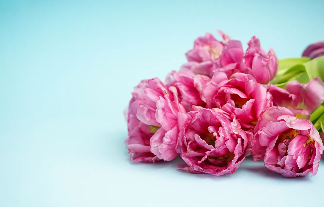 Фото обои цветы, букет, тюльпаны, розовые, pink, flowers, beautiful, tulips