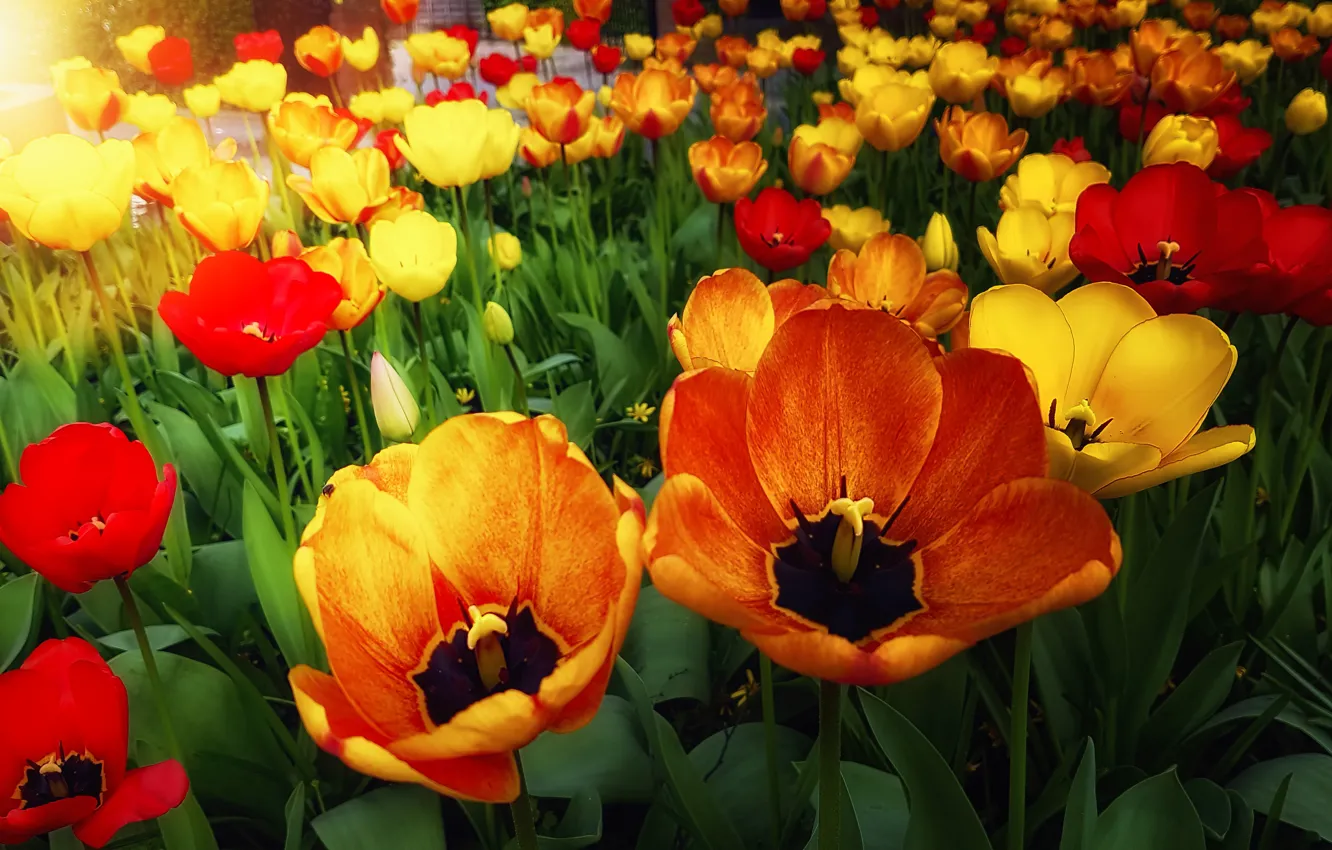 Фото обои цветы, яркие, весна, желтые, тюльпаны, красные, клумба, много