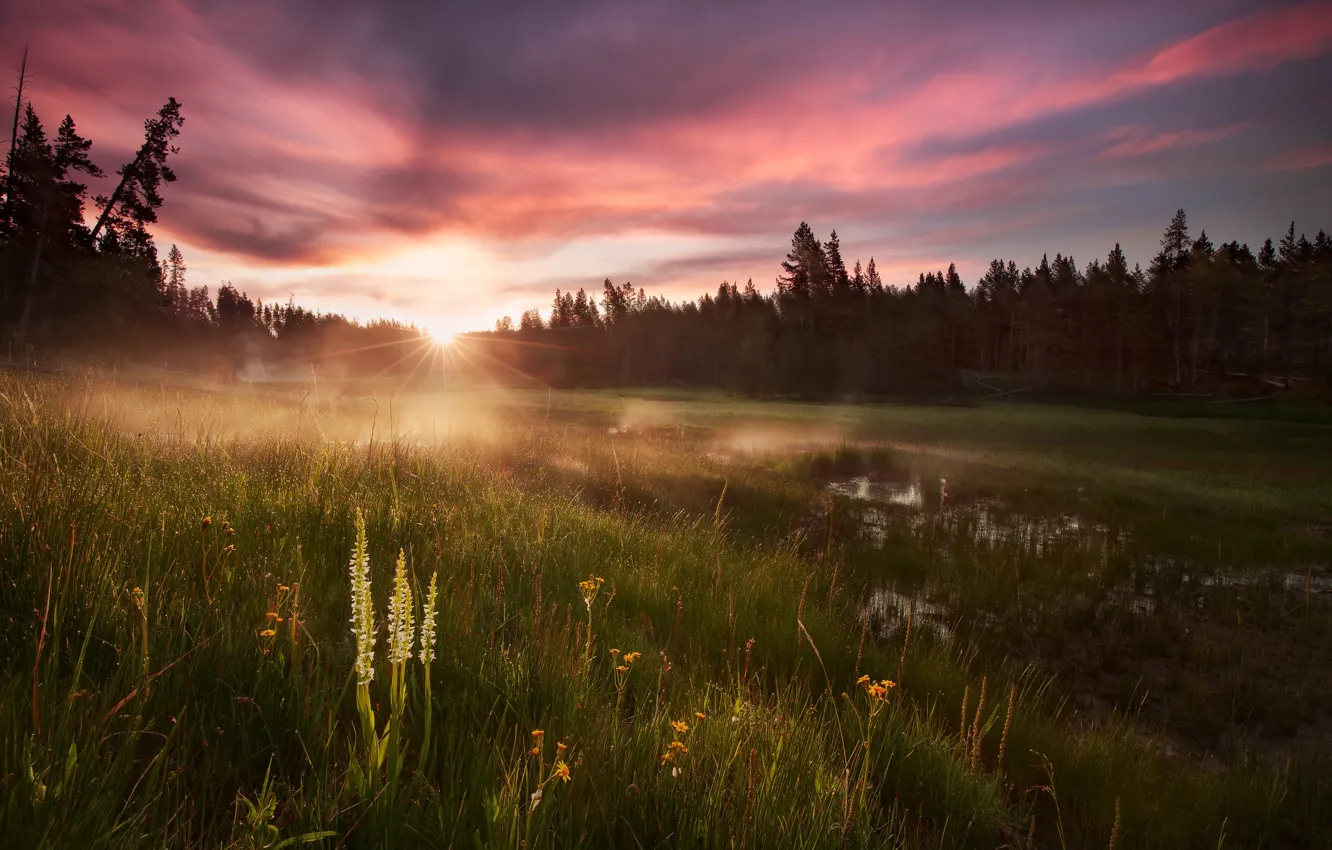 Фото обои лес, трава, вода, солнце, свет, роса, утро