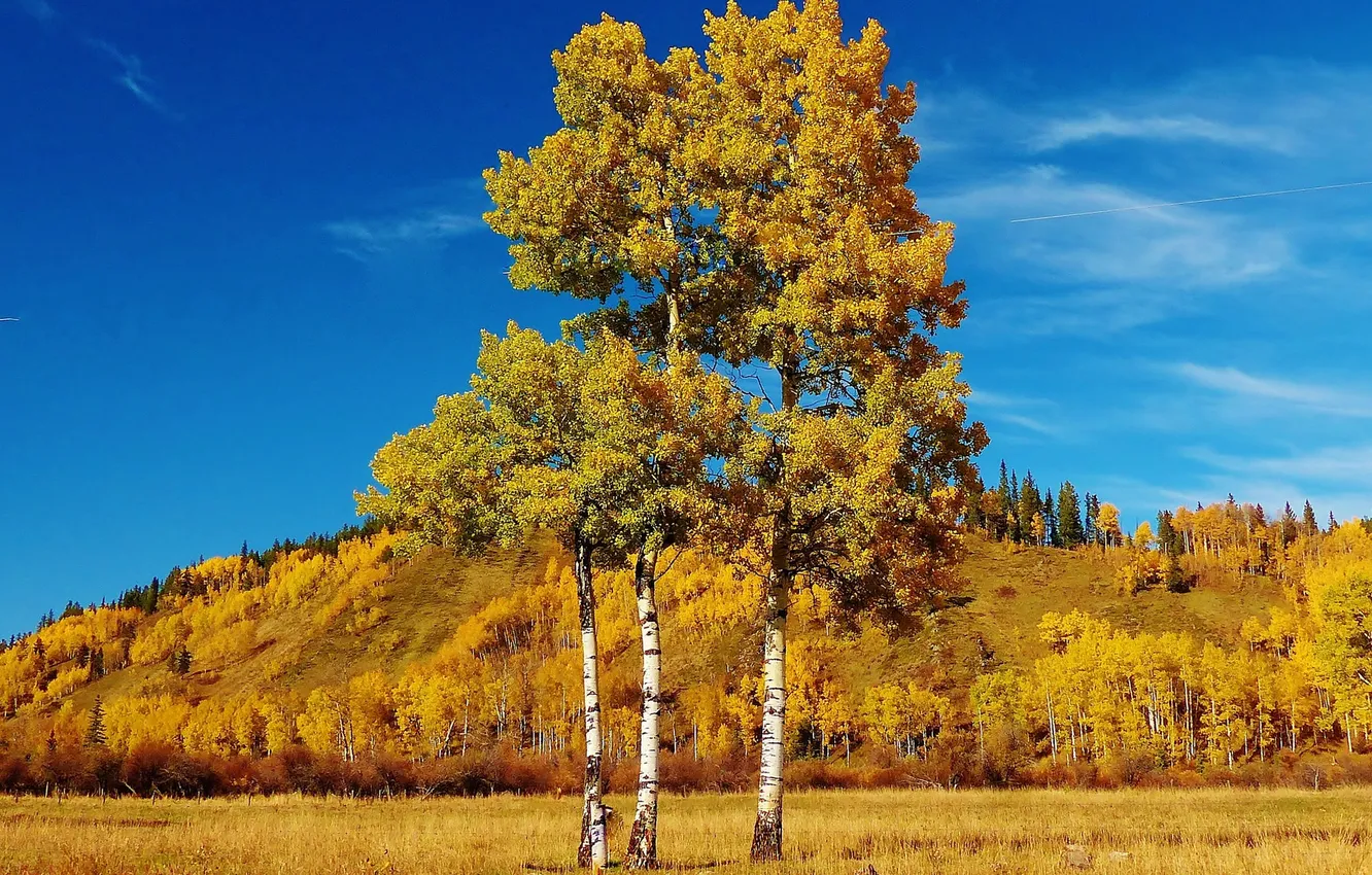 Фото обои осень, трава, листья, деревья, пейзаж, холмы, Канада, Альберта