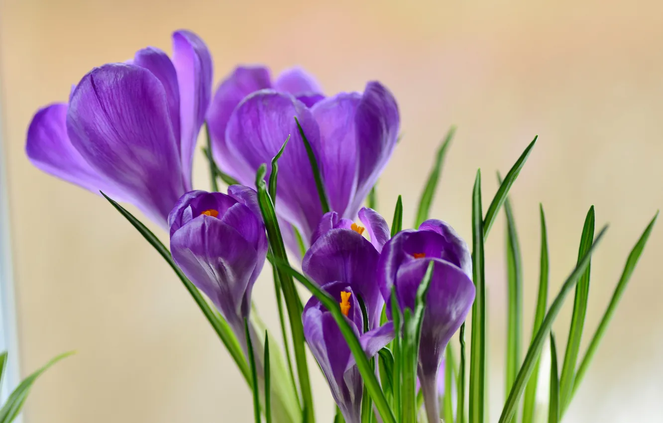 Фото обои цветы, фиолетовые, крокусы, весенние