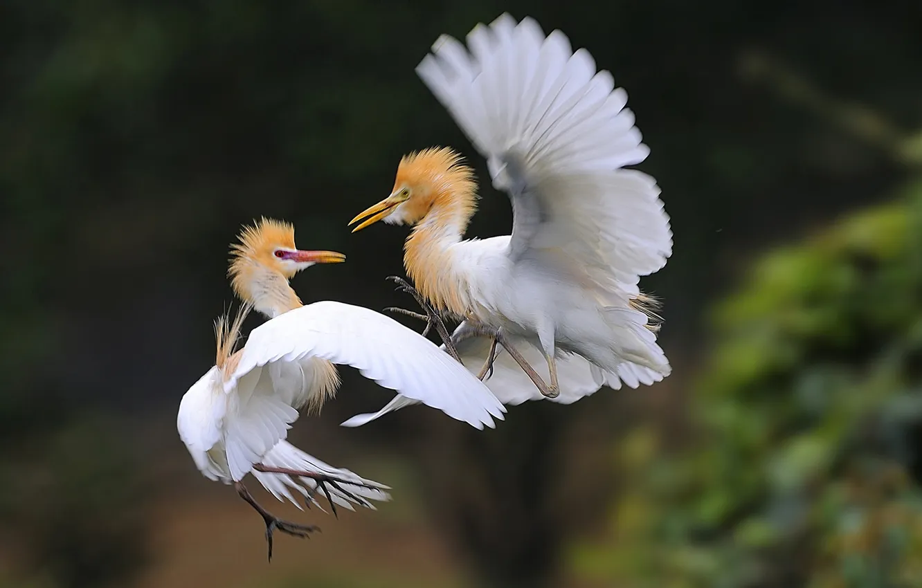 Фото обои птицы, крылья, танец, перья