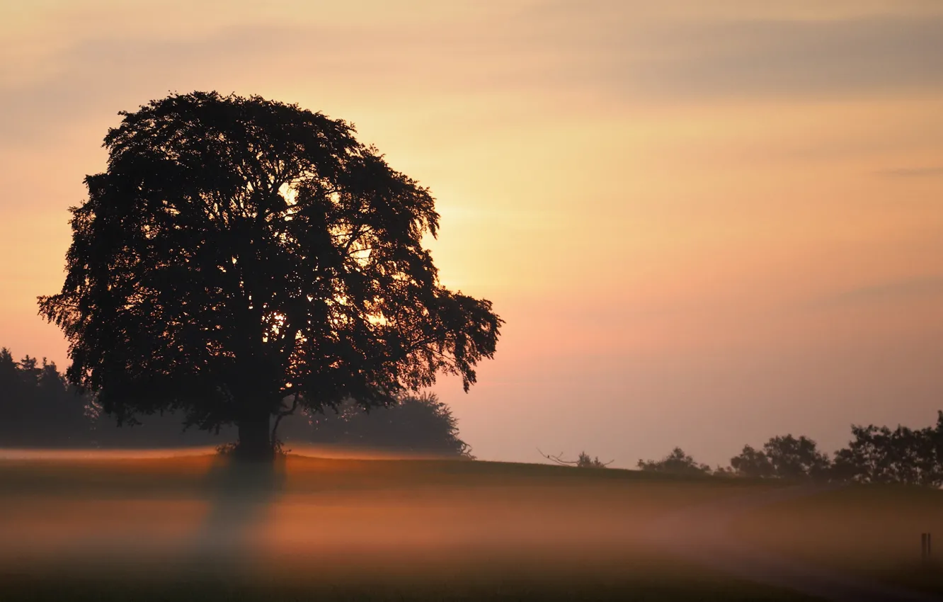 Фото обои деревья, природа, туман