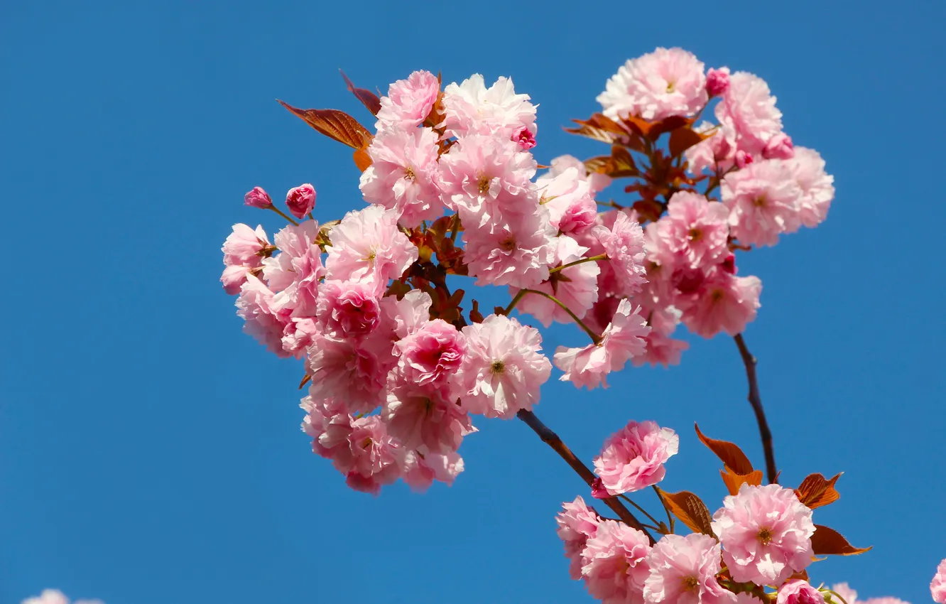 Фото обои flowers, spring, Japanese cherry