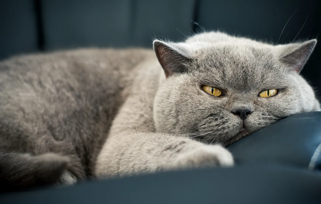 Фото обои кошка, глаза, кот, серый, диван, отдых, портрет, устал