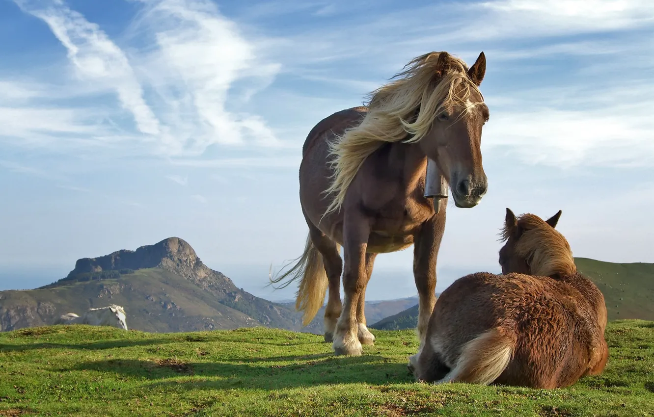 Фото обои небо, трава, горы, лошадь