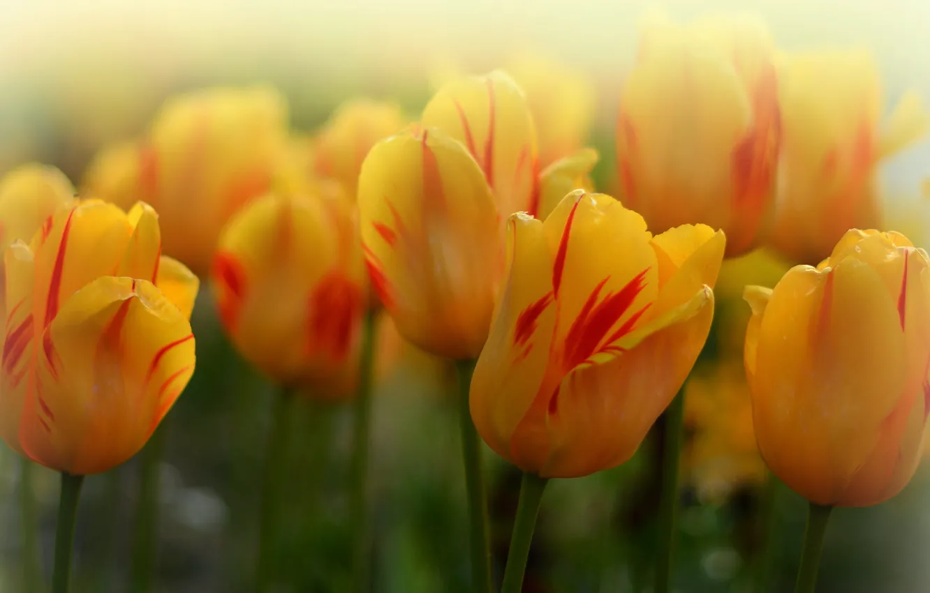 Фото обои макро, тюльпаны, бутоны, боке, жёлтые тюльпаны