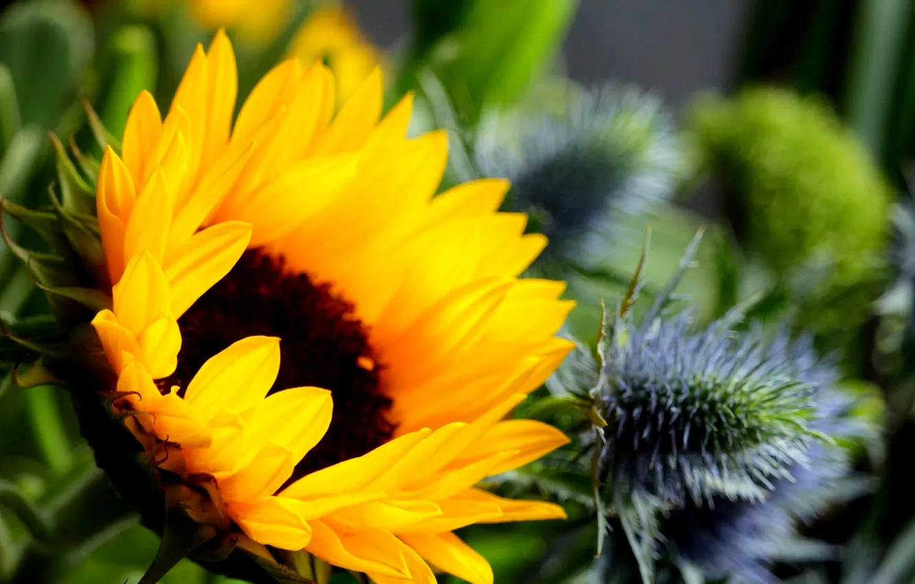 Фото обои цветок, подсолнух, flower, sunflower