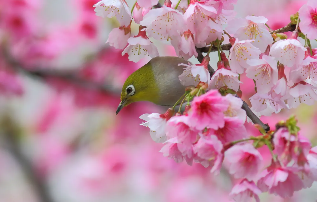 Фото обои вишня, птица, ветка, весна, сакура, цветение, цветки, Японская белоглазка