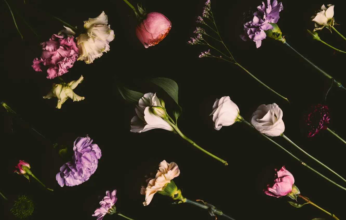 Фото обои цветы, розы, colorful, черный фон, black, flowers, background, roses
