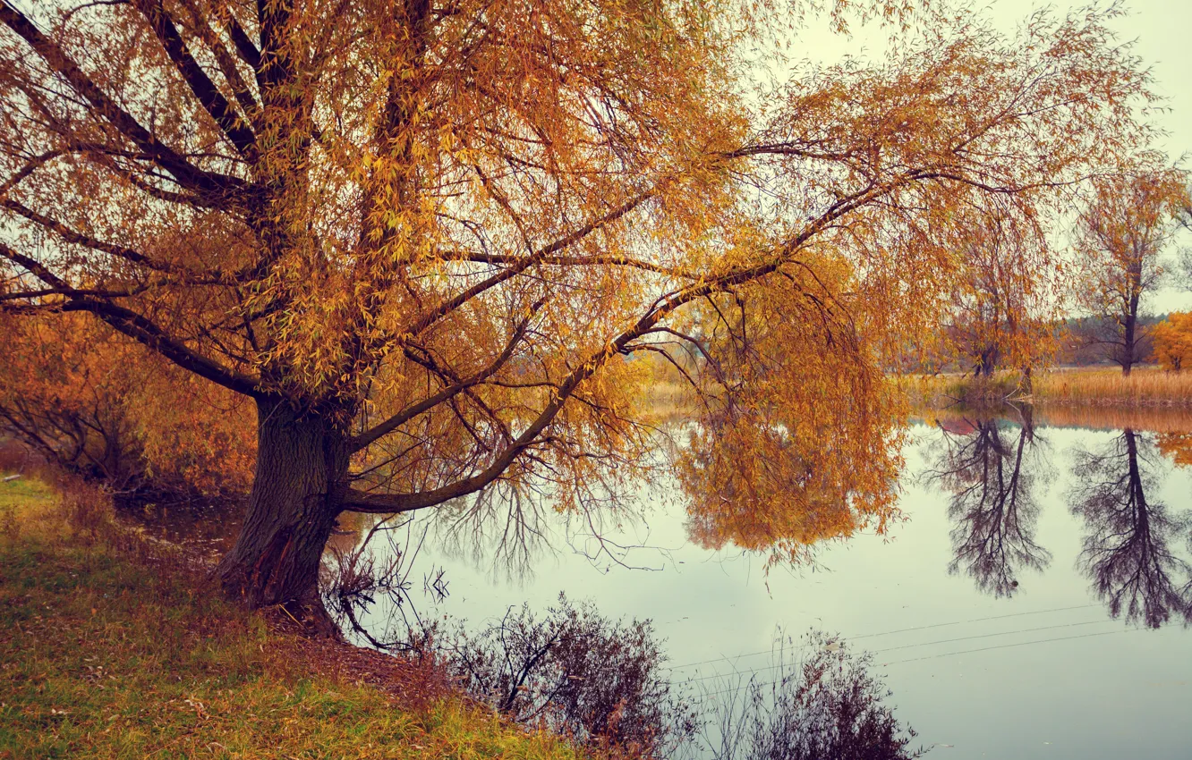 Фото обои осень, трава, вода, деревья, отражение, река, желтые