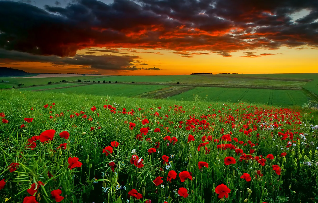 Фото обои поле, облака, закат, цветы, маки, ромашки
