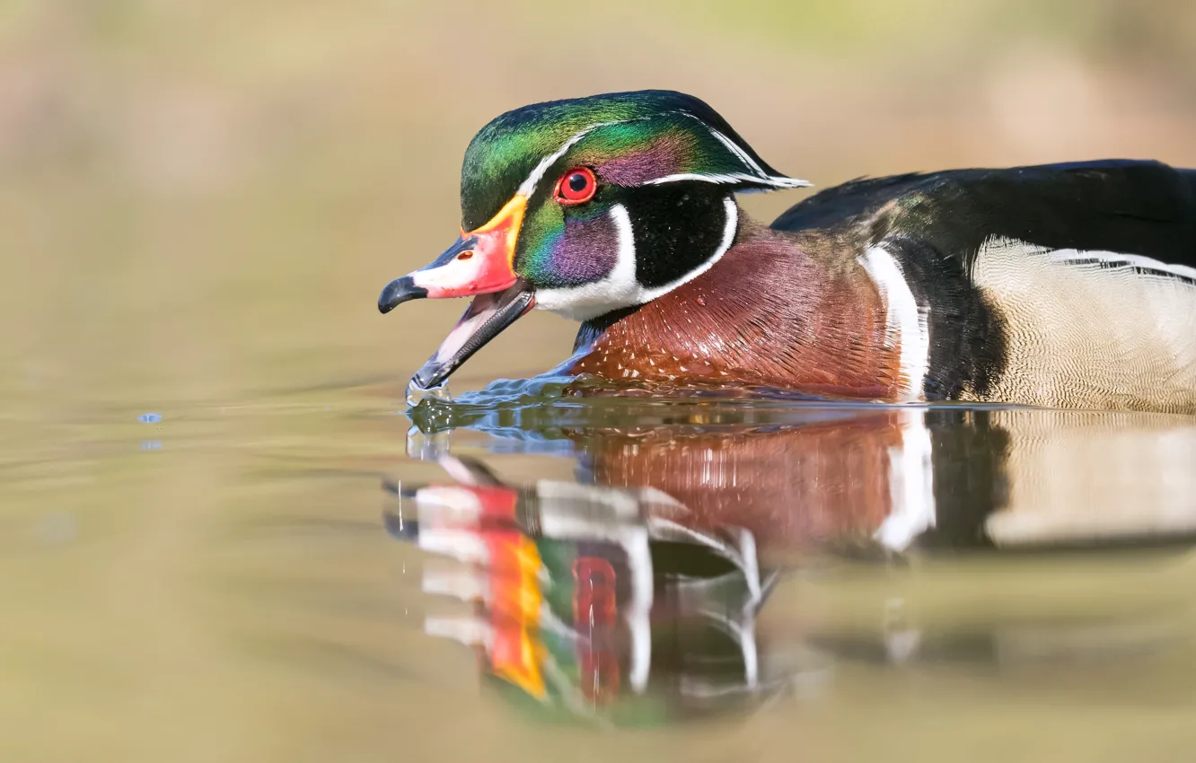 Фото обои вода, отражение, птица, утки, водоем, каролинская утка, каролинка