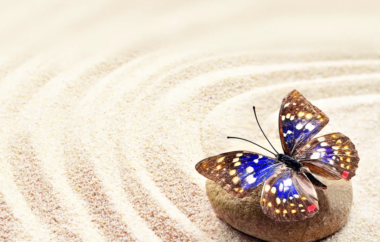 Фото обои песок, камни, бабочка, stone, butterfly, sand