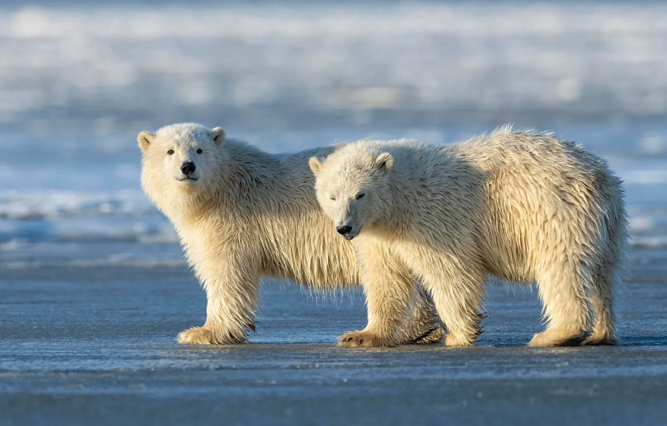 Фото обои зима, белый, снег, природа, поза, берег, медведь, медведи