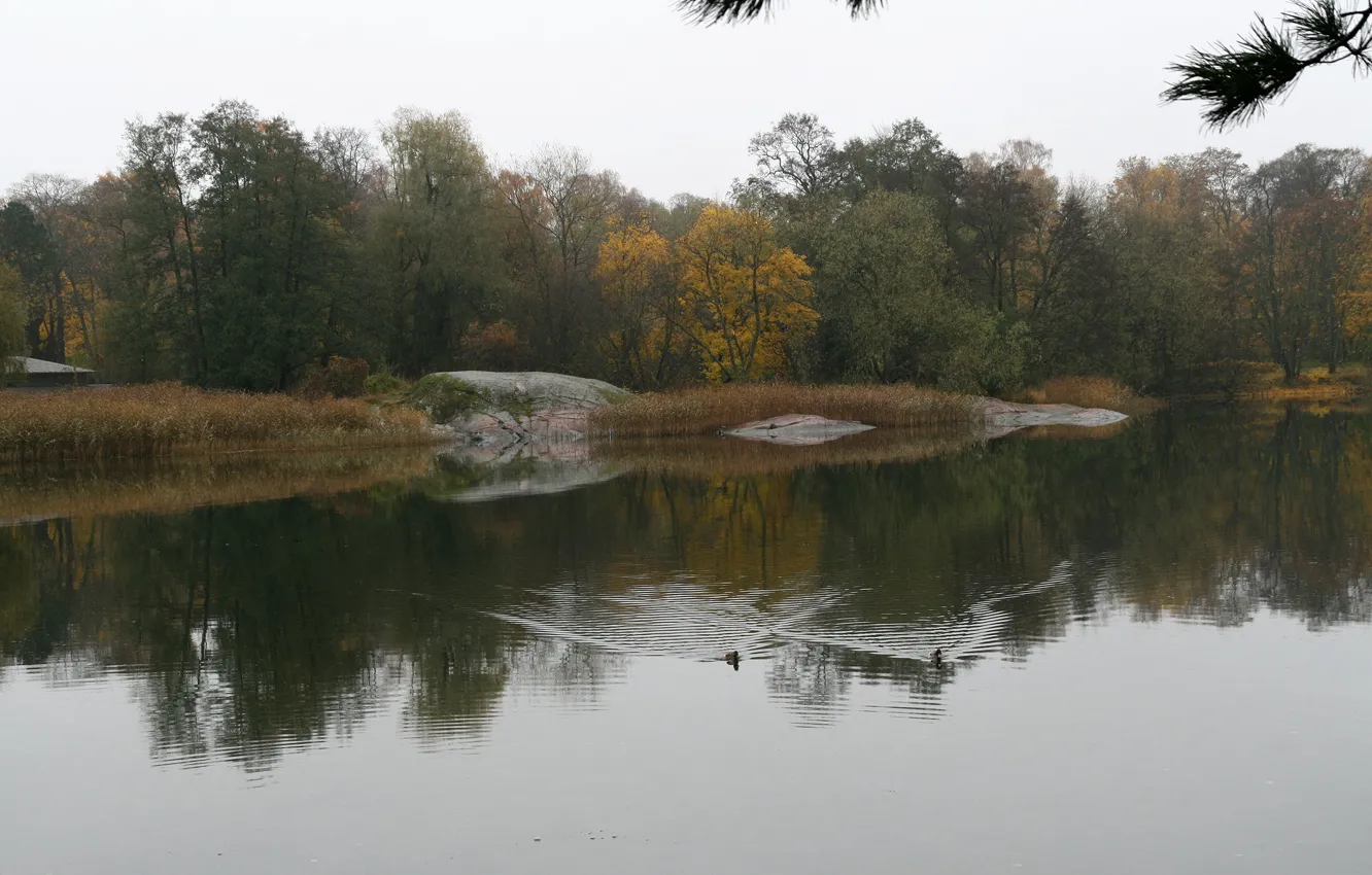 Фото обои деревья, озеро, утки, Осень, trees, autumn, lake, duck