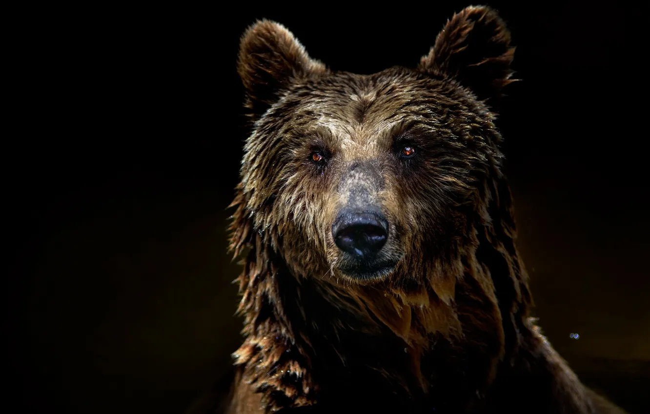 Фото обои Lisbon, Bear, Jardim Zoológico