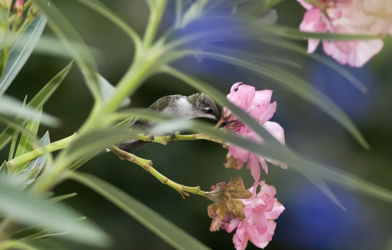 Фото обои цветы, птица, фокус, колибри