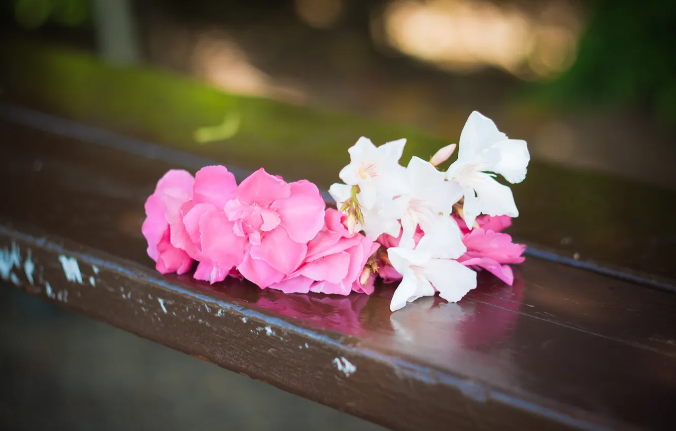 Фото обои любовь, цветы, скамейка, розовый, романтика