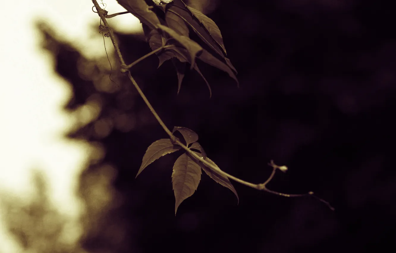 Фото обои зелень, лист, утро, Листья, виноград