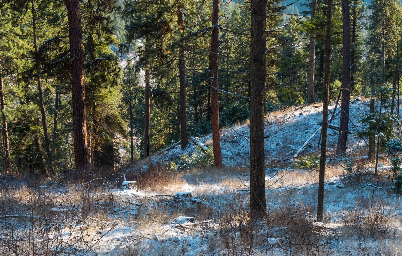 Фото обои зима, лес, снег, сосны, сша, штат вашингтон
