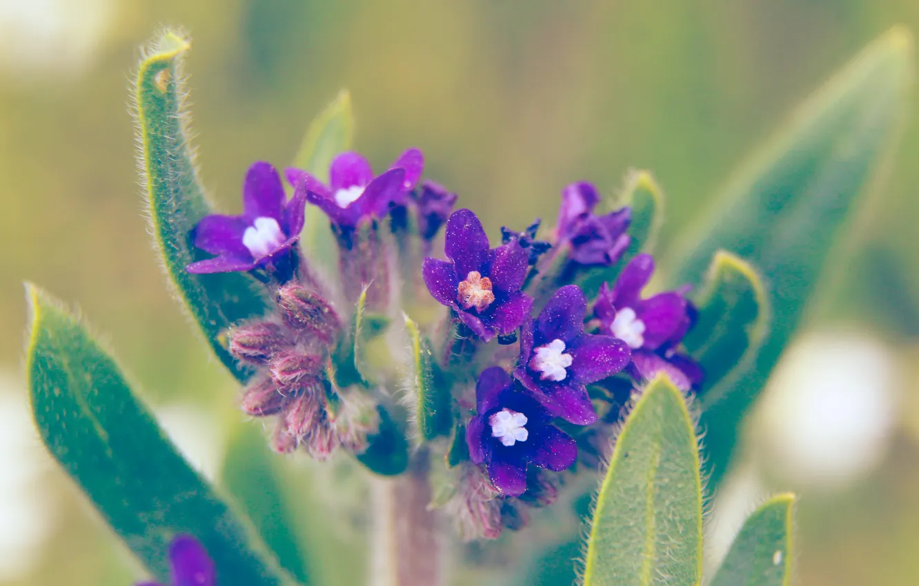 Фото обои blue, spring, blooming
