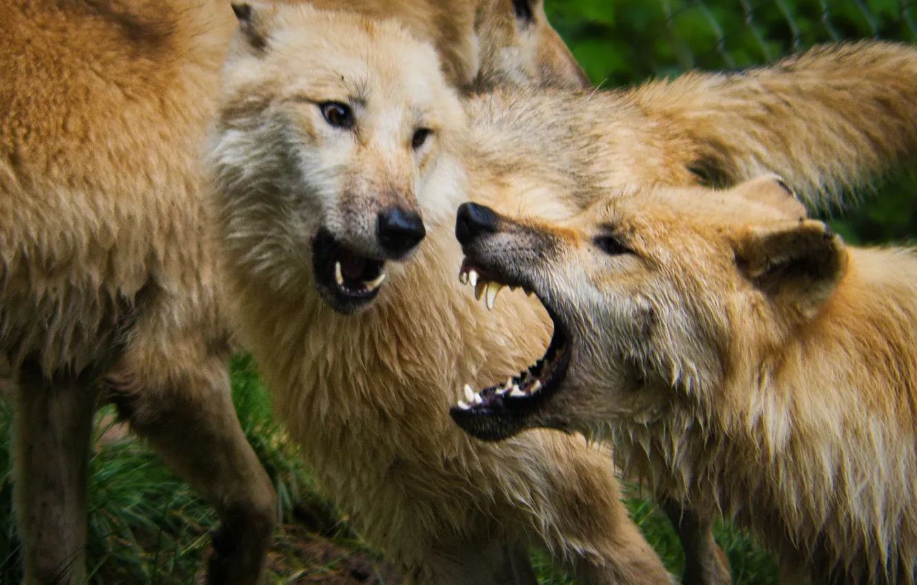 Фото обои nature, snow, predator, face, animal, wolf, wolves, wildlife