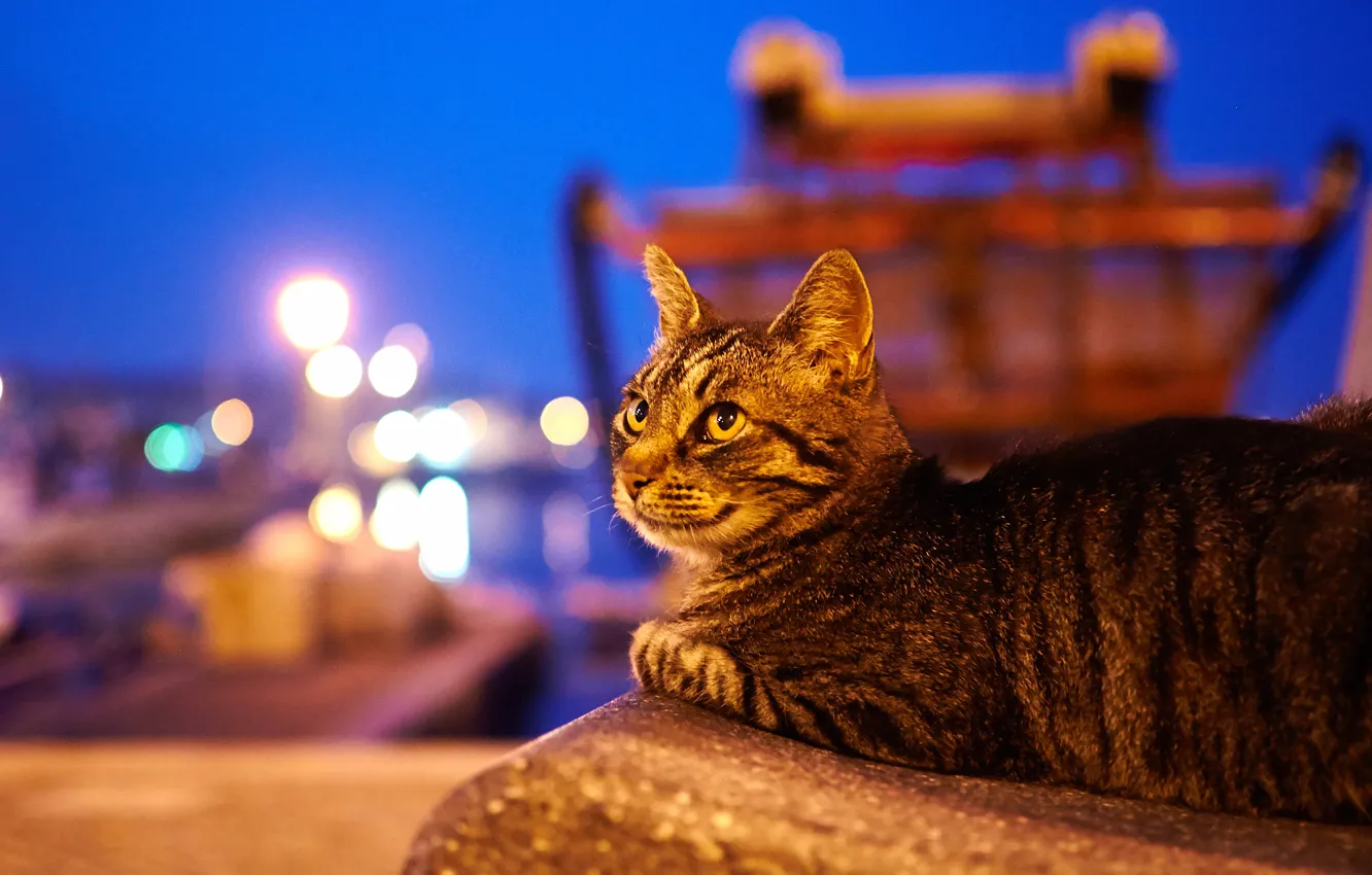 Фото обои кошка, животные, кот, взгляд, город, огни, вечер, сумерки