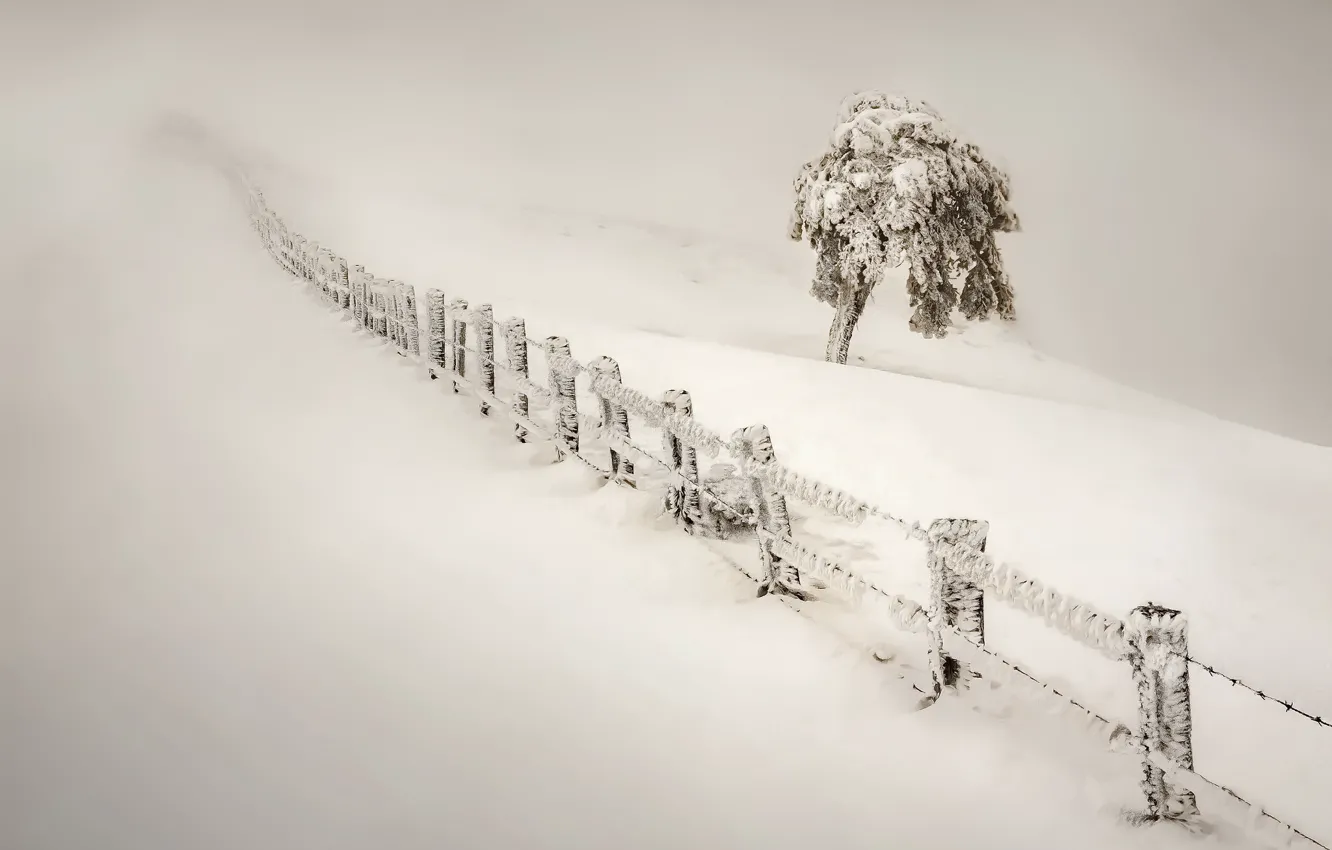 Фото обои зима, снег, туман, забор