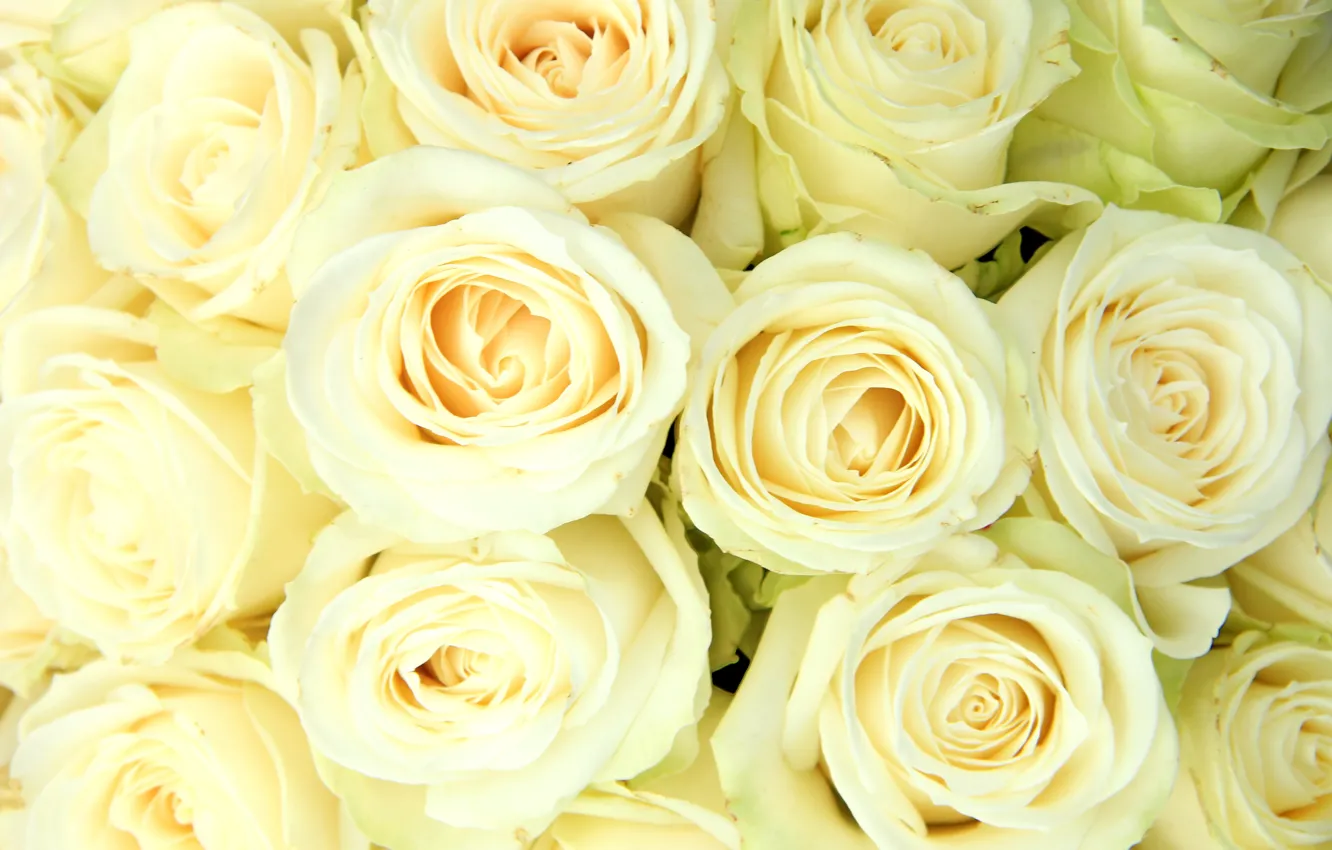 Фото обои white, белые розы, flowers, roses