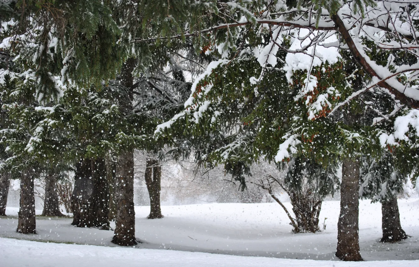 Фото обои Природа, Зима, Деревья, Снег, Nature, Winter, Snow, Зимний лес