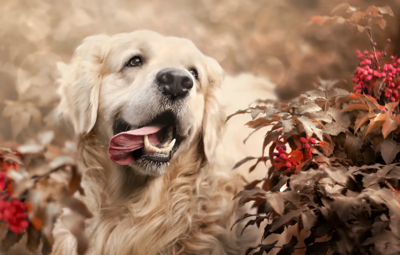 Фото обои листья, ветки, природа, ягоды, животное, собака, пёс, боке