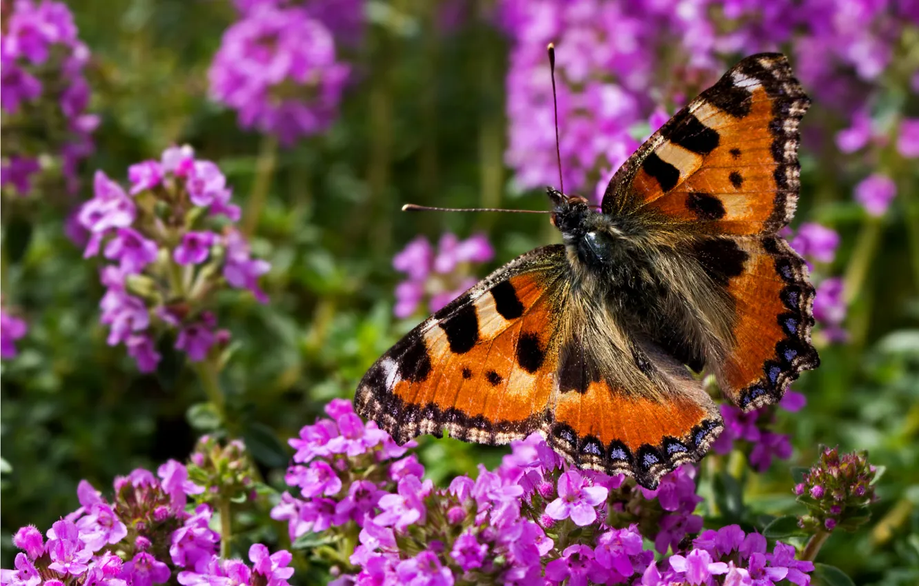 Фото обои лето, цветы, бабочка, крылья, насекомое