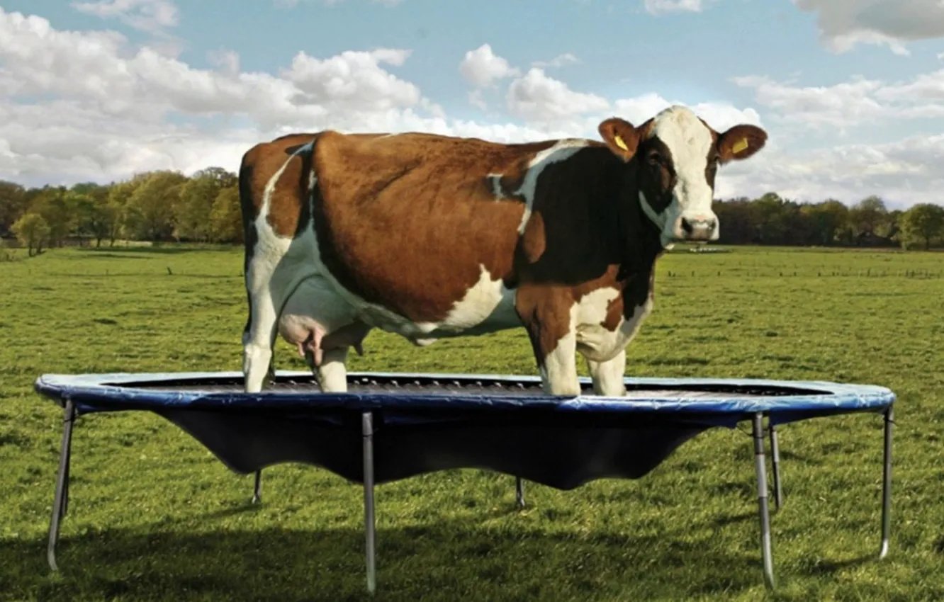 Фото обои animal, milk, farm, humor, cows